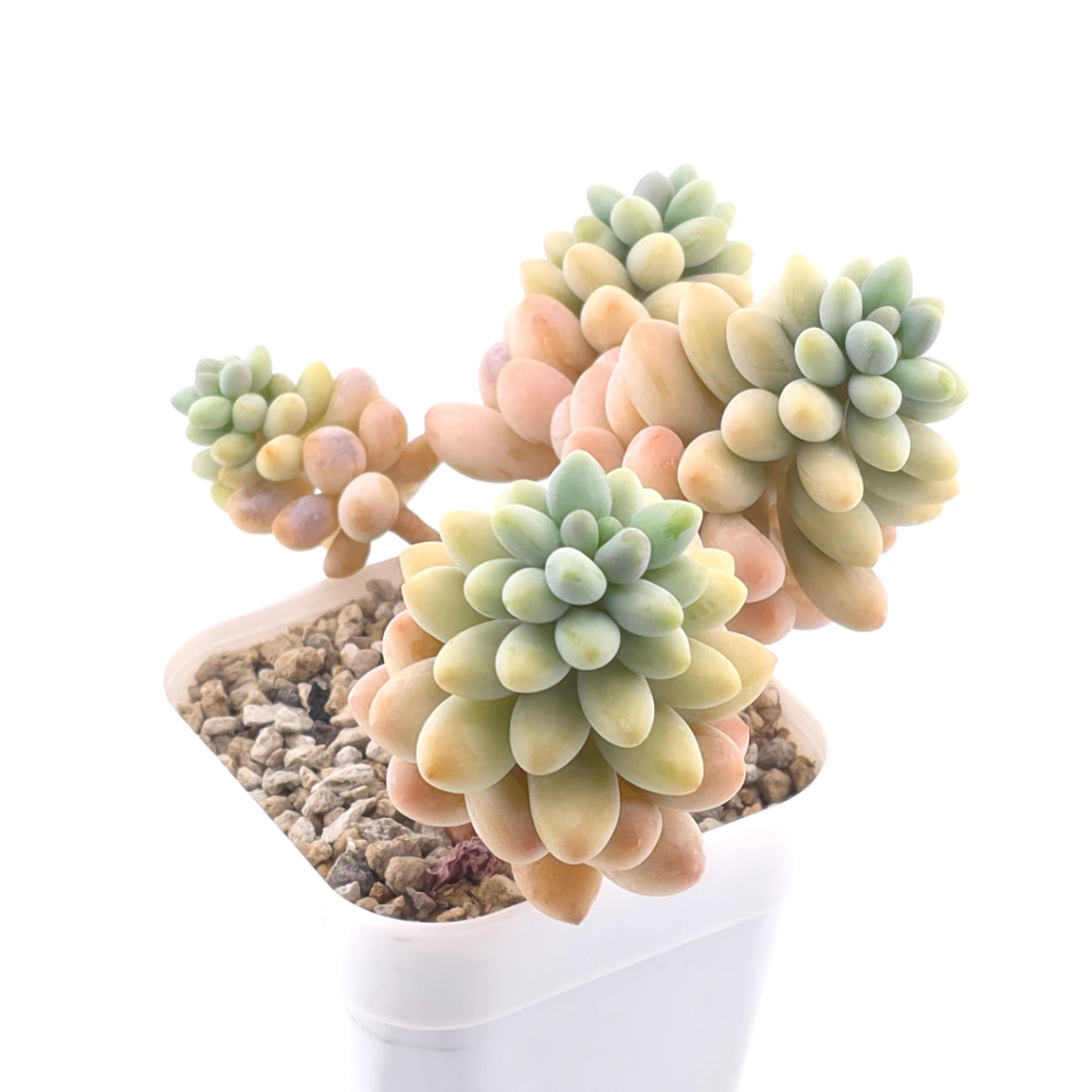 Graptosedum ‘Rococo’ clustering | 洛可可群 thumbnail 2