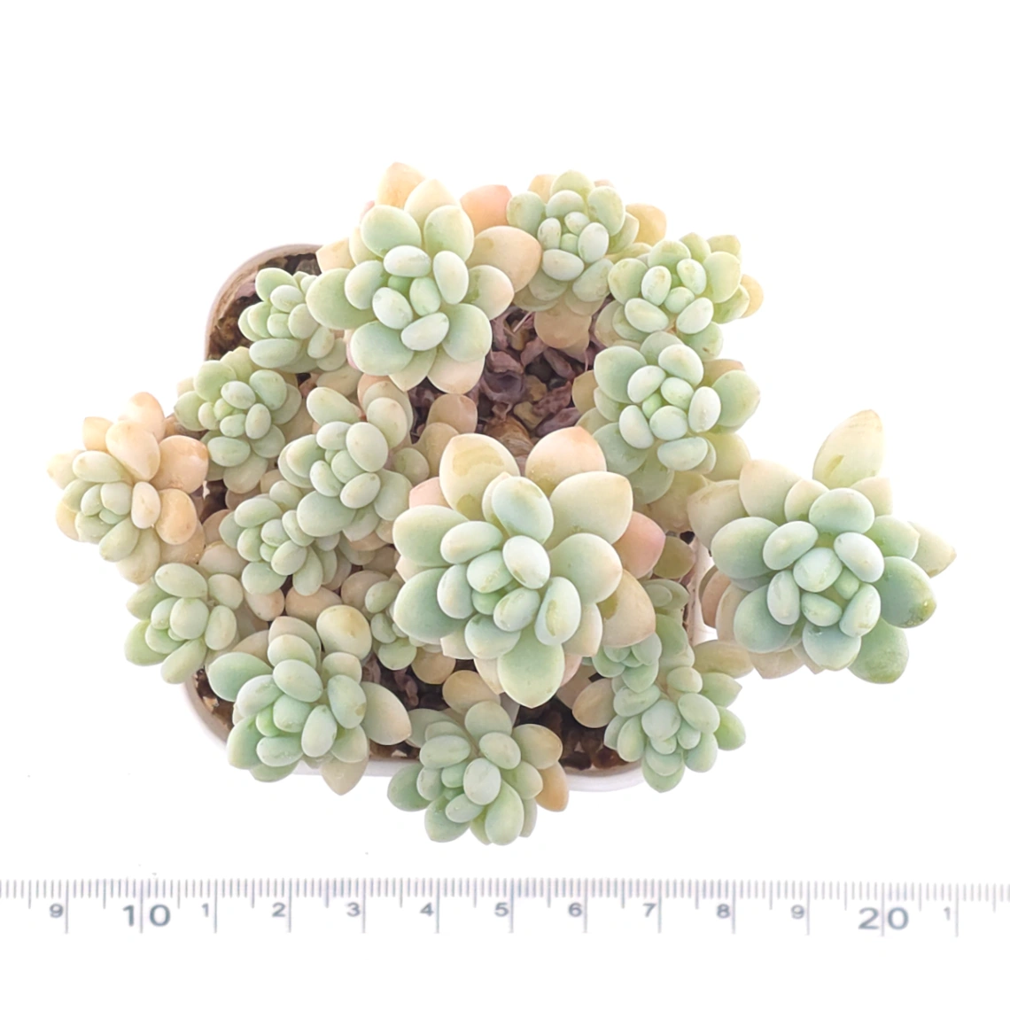 Graptosedum ‘Rococo’ | 洛可可 thumbnail 4