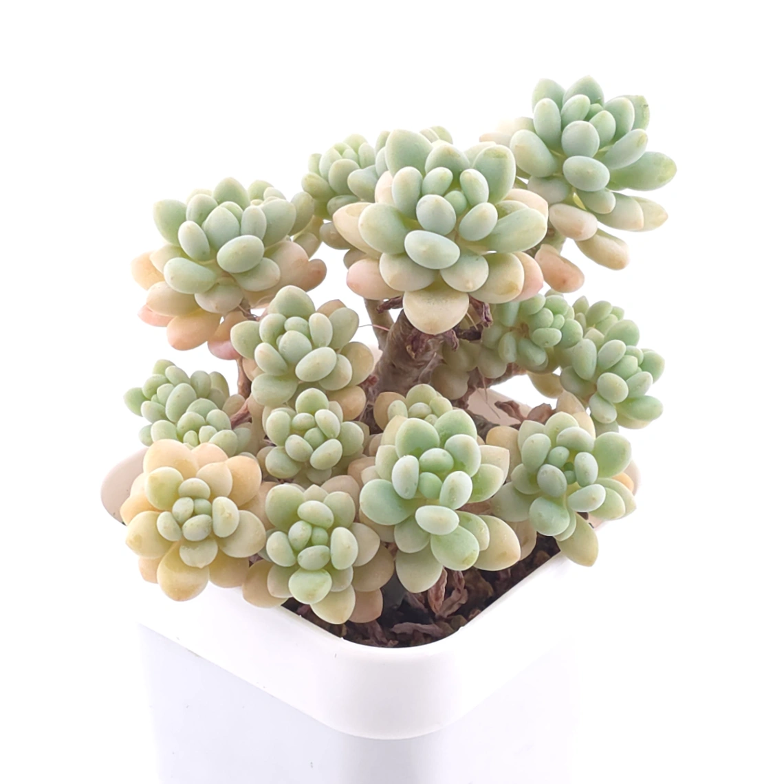 Graptosedum ‘Rococo’ | 洛可可 thumbnail 2
