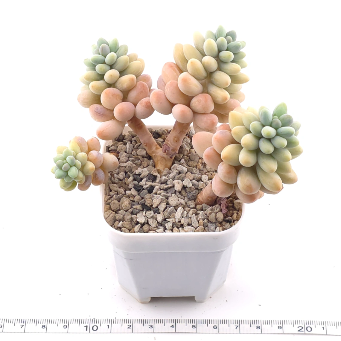 Graptosedum ‘Rococo’ clustering | 洛可可群 thumbnail 3