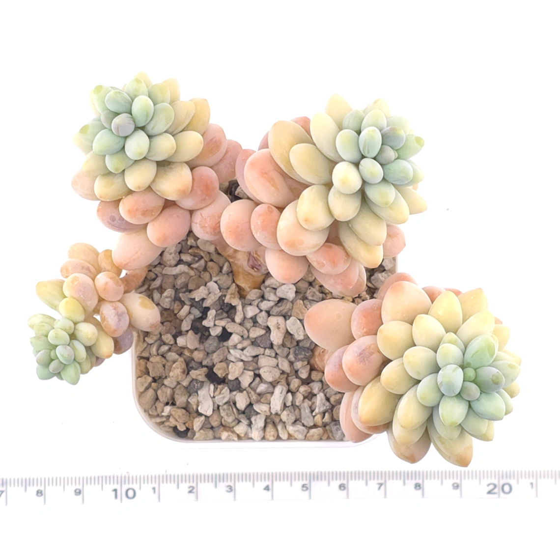 Graptosedum ‘Rococo’ clustering | 洛可可群 thumbnail 4