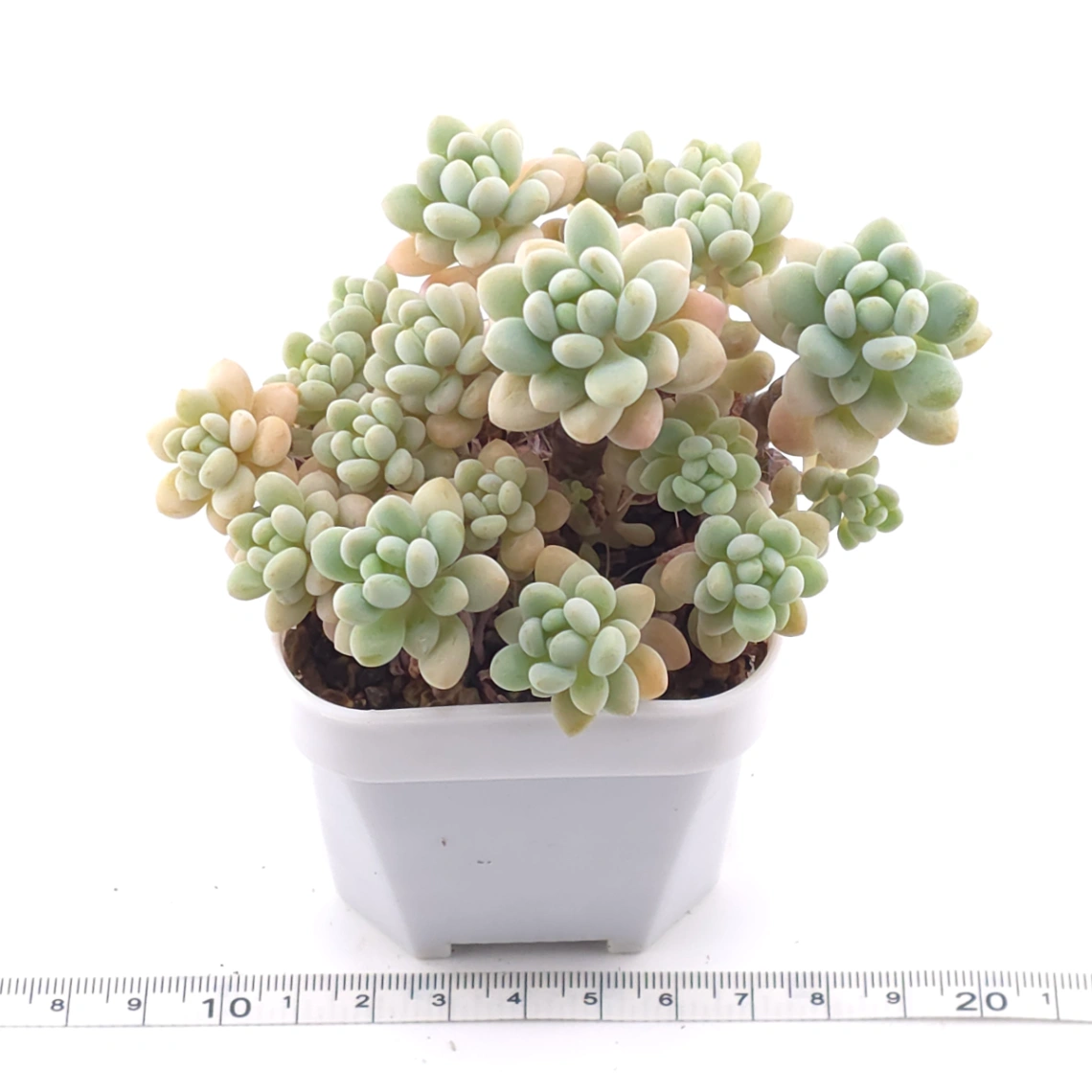 Graptosedum ‘Rococo’ | 洛可可 thumbnail 3