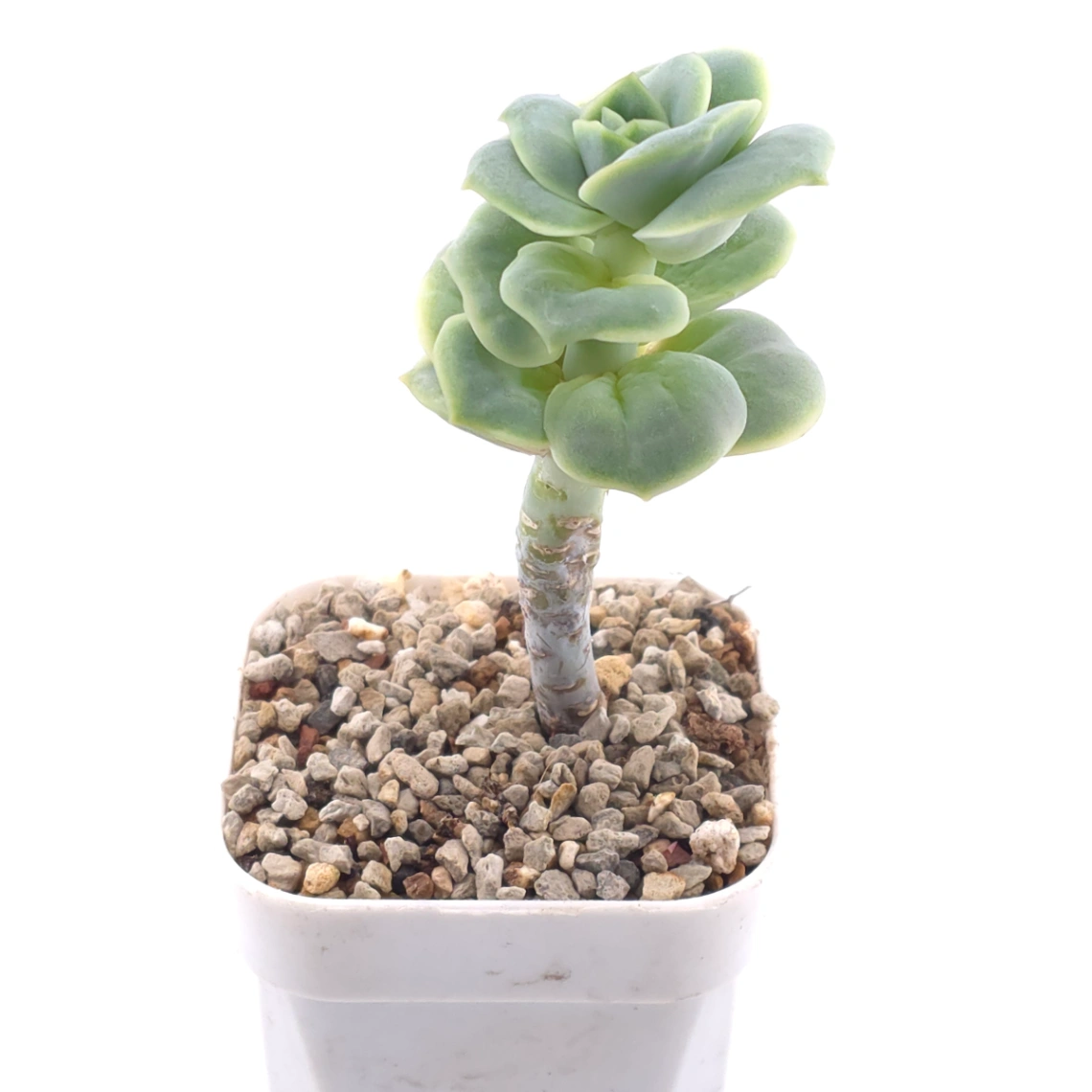Graptoveria ‘Lovely Rose’ | 可愛玫瑰 thumbnail 3