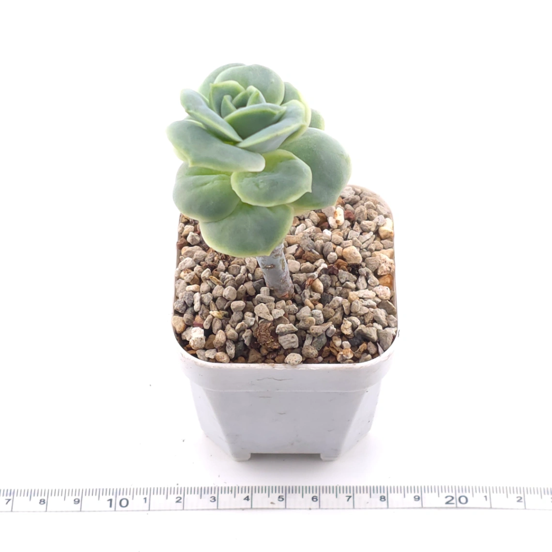 Graptoveria ‘Lovely Rose’ | 可愛玫瑰 thumbnail 2