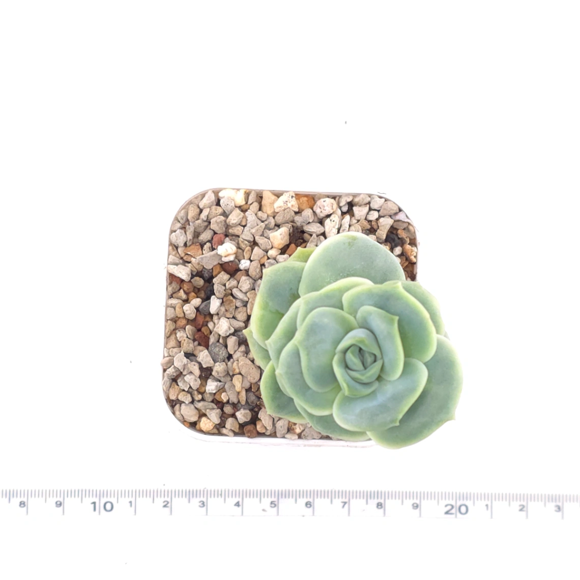 Graptoveria ‘Lovely Rose’ | 可愛玫瑰 thumbnail 4