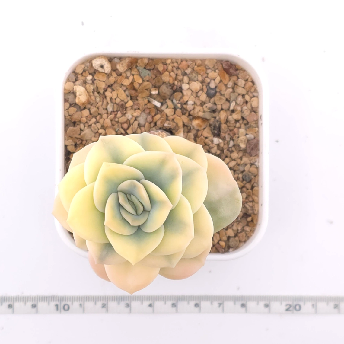Graptoveria ‘Lovely Rose’ variegated | 可愛玫瑰錦 thumbnail 4