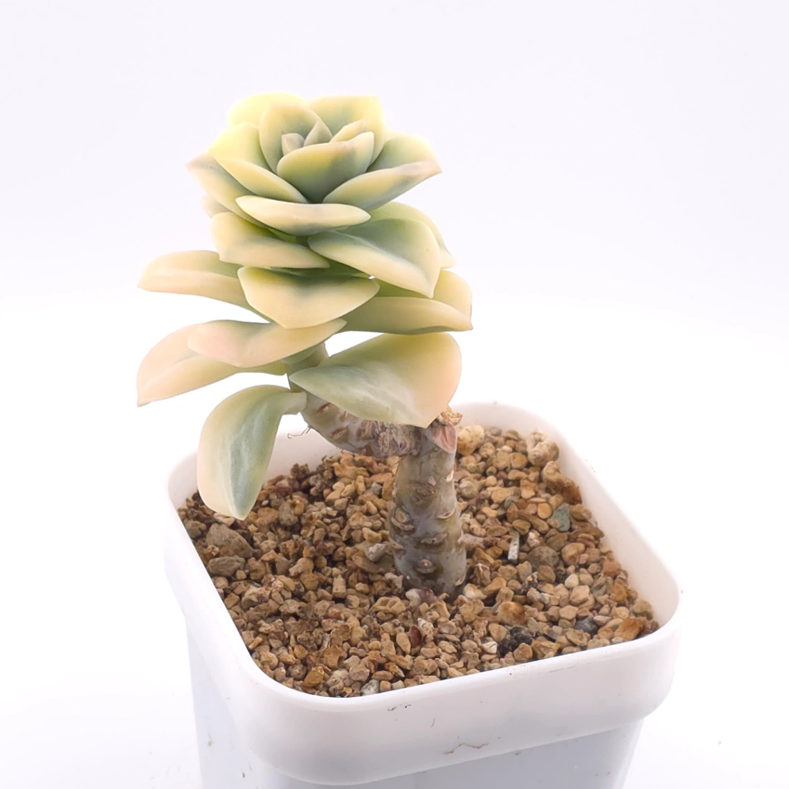 Graptoveria ‘Lovely Rose’ variegated | 可愛玫瑰錦 thumbnail 2