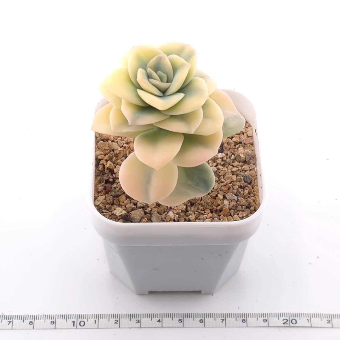 Graptoveria ‘Lovely Rose’ variegated | 可愛玫瑰錦 thumbnail 3