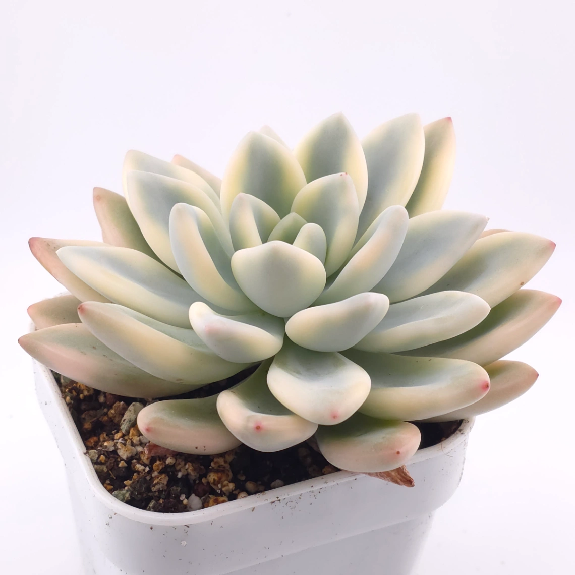 Graptoveria ‘Opalina’ variegated | 奥普琳娜錦 thumbnail 4