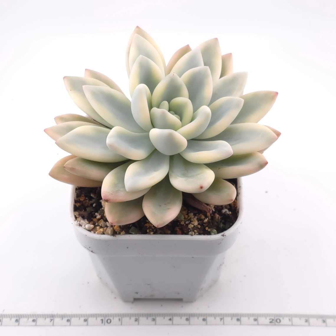 Graptoveria ‘Opalina’ variegated | 奥普琳娜錦 thumbnail 3