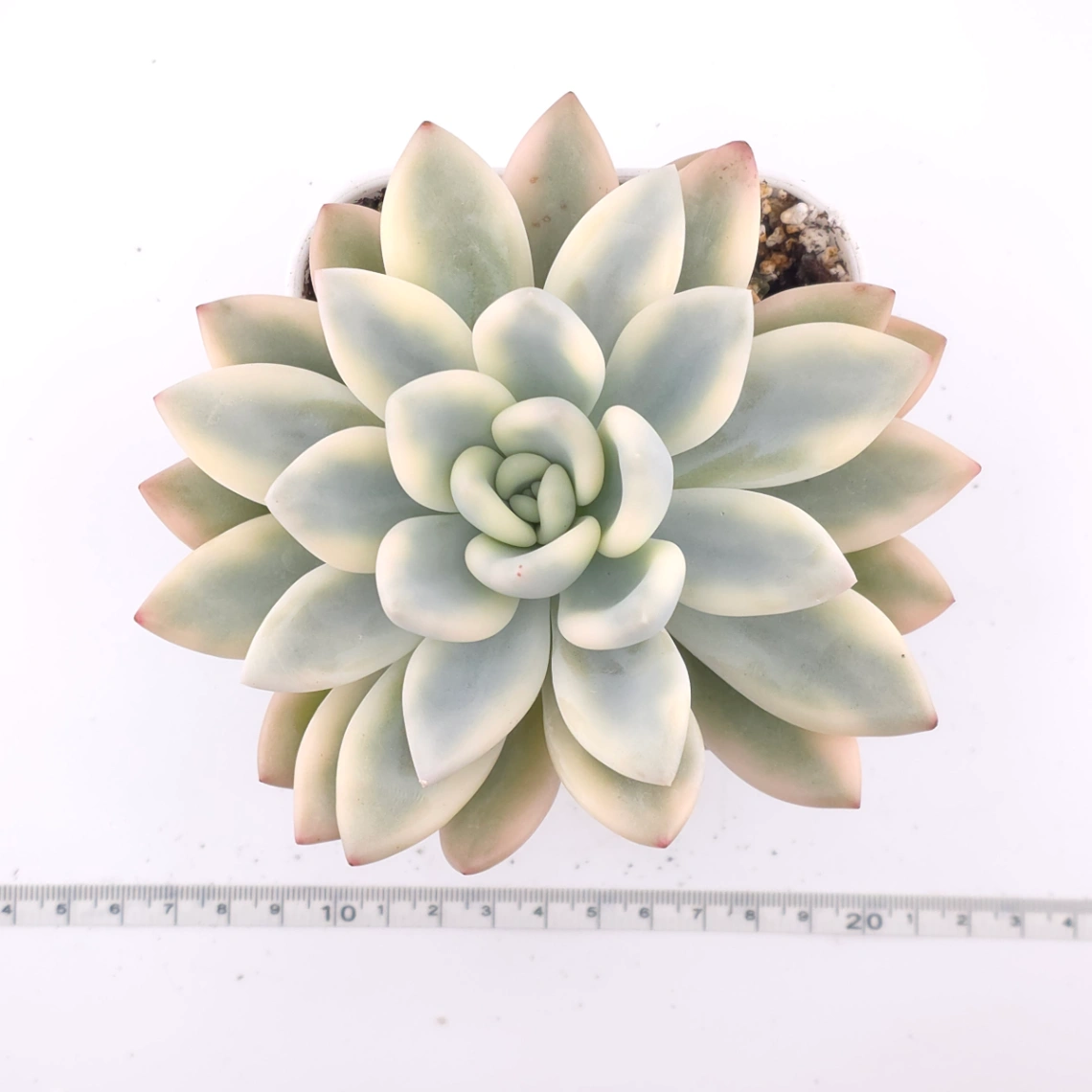 Graptoveria ‘Opalina’ variegated | 奥普琳娜錦 thumbnail 2