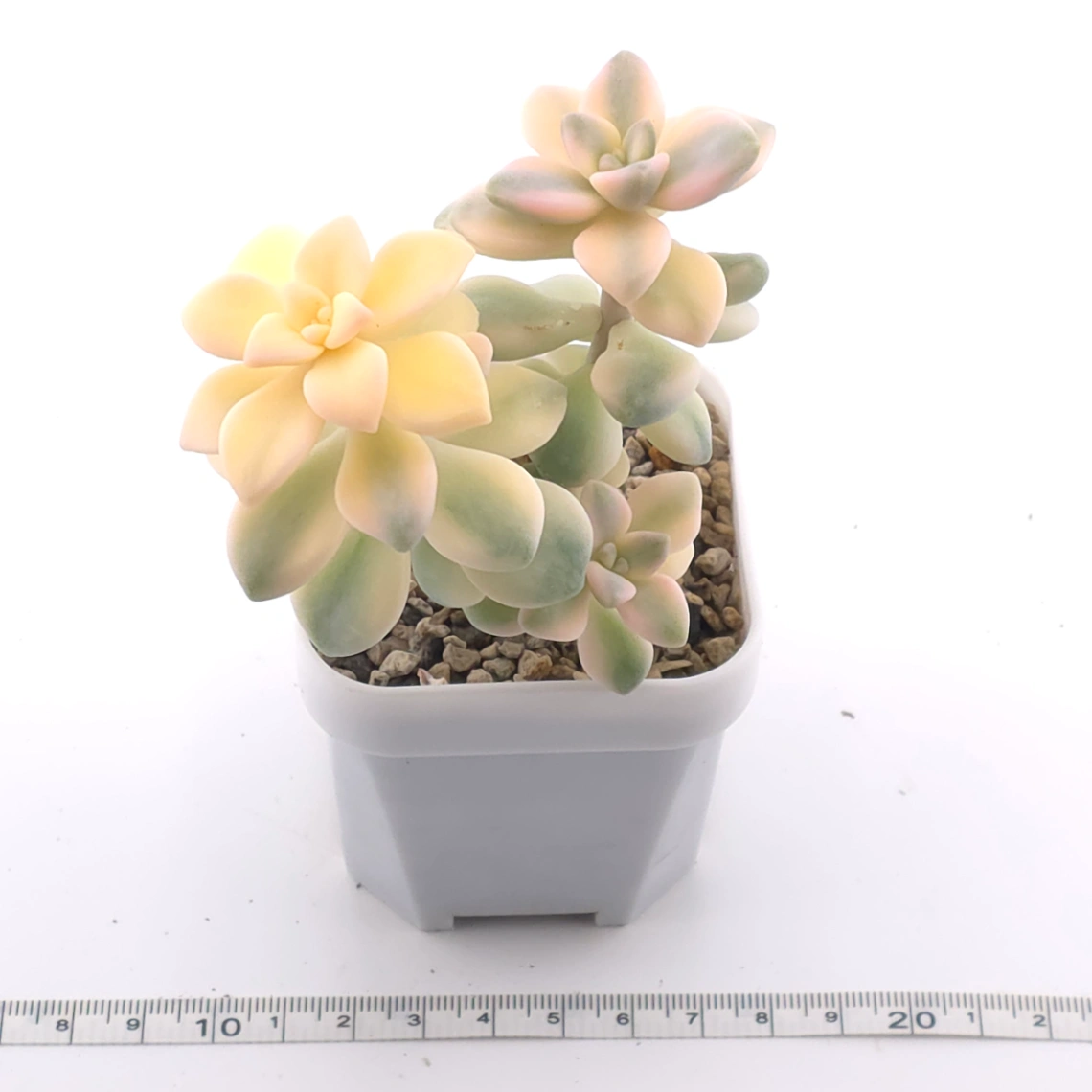 Graptoveria ‘Titubans’ / ‘Apricot Beauty’ variegated | 美杏錦 thumbnail 3
