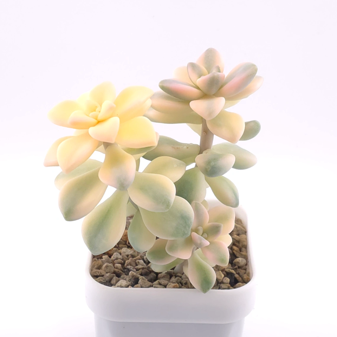 Graptoveria ‘Titubans’ / ‘Apricot Beauty’ variegated | 美杏錦 thumbnail 2