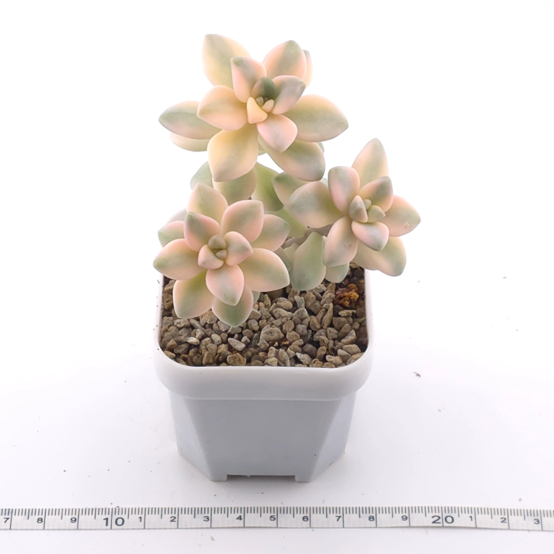 Graptoveria ‘Titubans’ / ‘Apricot Beauty’ variegated | 美杏錦 thumbnail 3