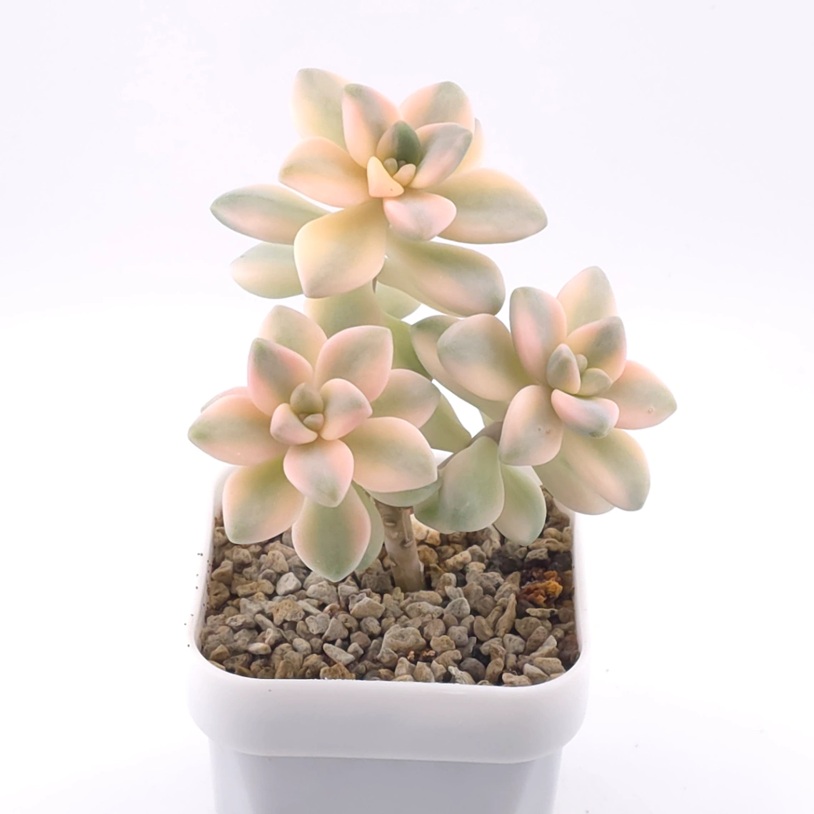 Graptoveria ‘Titubans’ / ‘Apricot Beauty’ variegated | 美杏錦 thumbnail 2