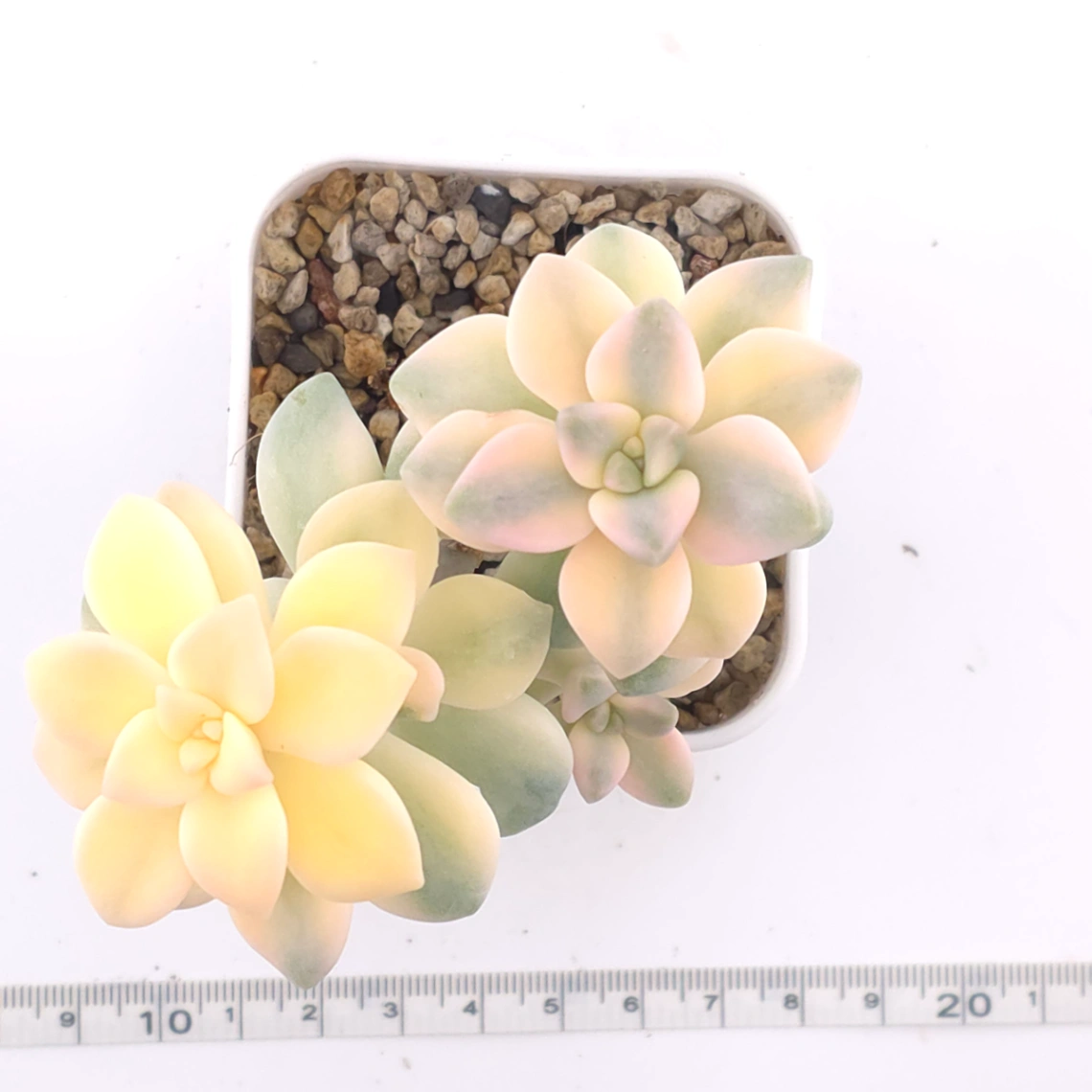 Graptoveria ‘Titubans’ / ‘Apricot Beauty’ variegated | 美杏錦 thumbnail 4