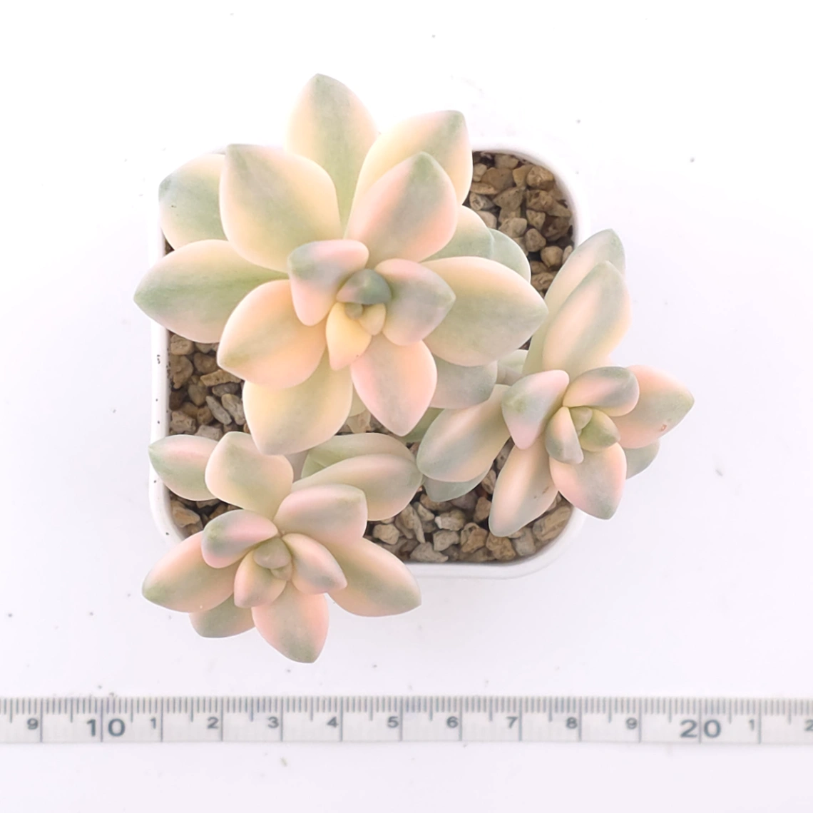 Graptoveria ‘Titubans’ / ‘Apricot Beauty’ variegated | 美杏錦 thumbnail 4