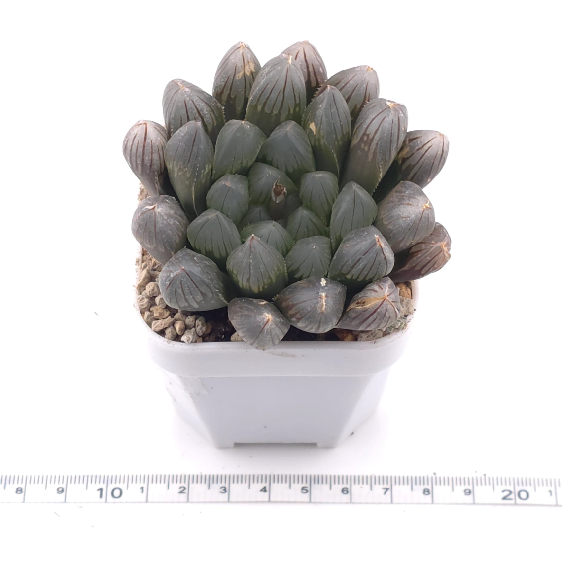 Haworthia 'Dark Skin' | 黑肌玉露 thumbnail 3
