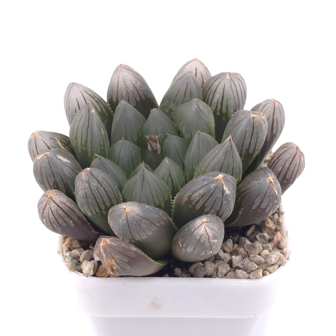 Haworthia 'Dark Skin' | 黑肌玉露 thumbnail 2