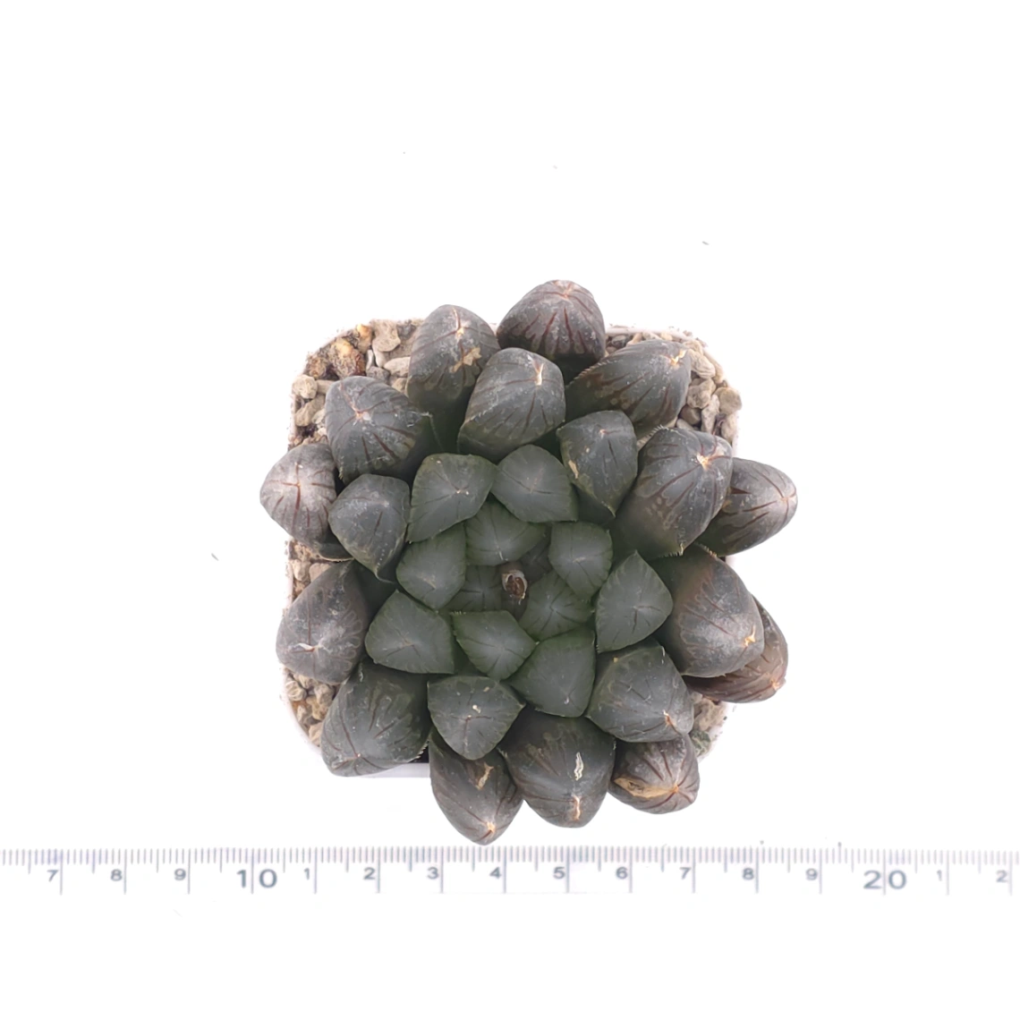Haworthia 'Dark Skin' | 黑肌玉露 thumbnail 4