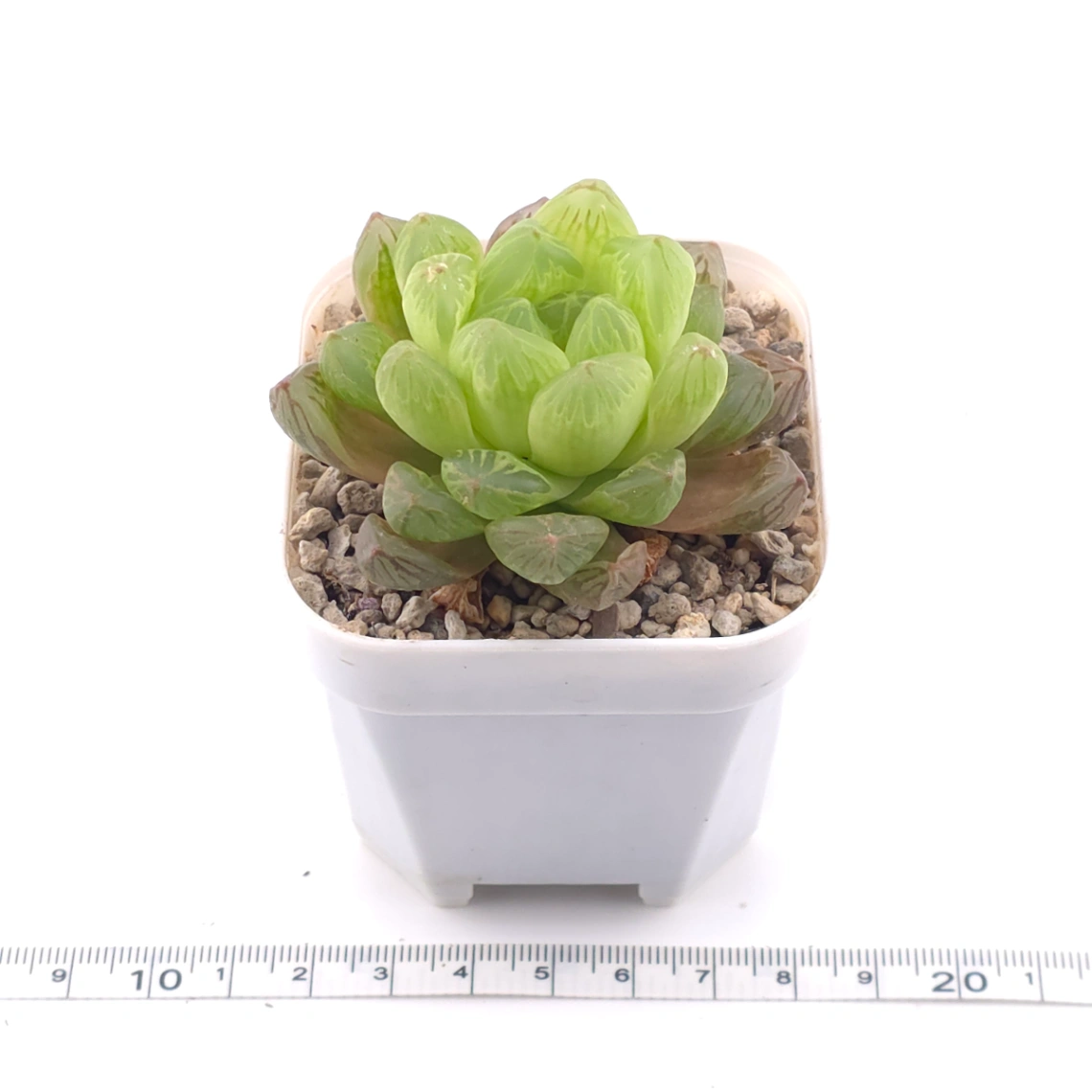 Haworthia cooperi | 草玉露 thumbnail 3