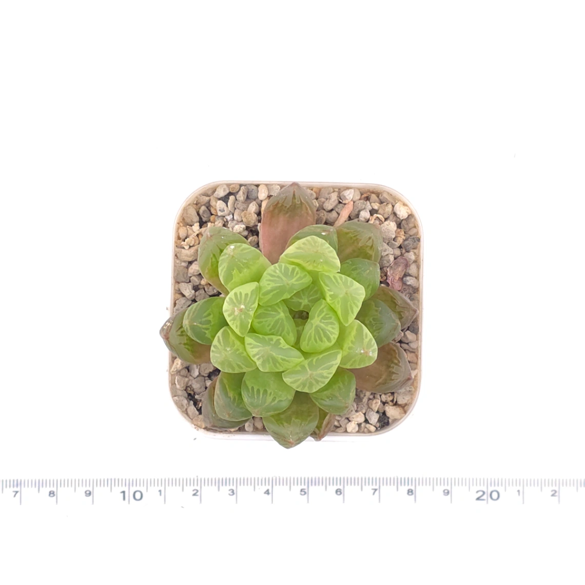 Haworthia cooperi | 草玉露 thumbnail 4