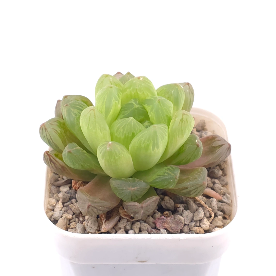 Haworthia cooperi | 草玉露 thumbnail 2