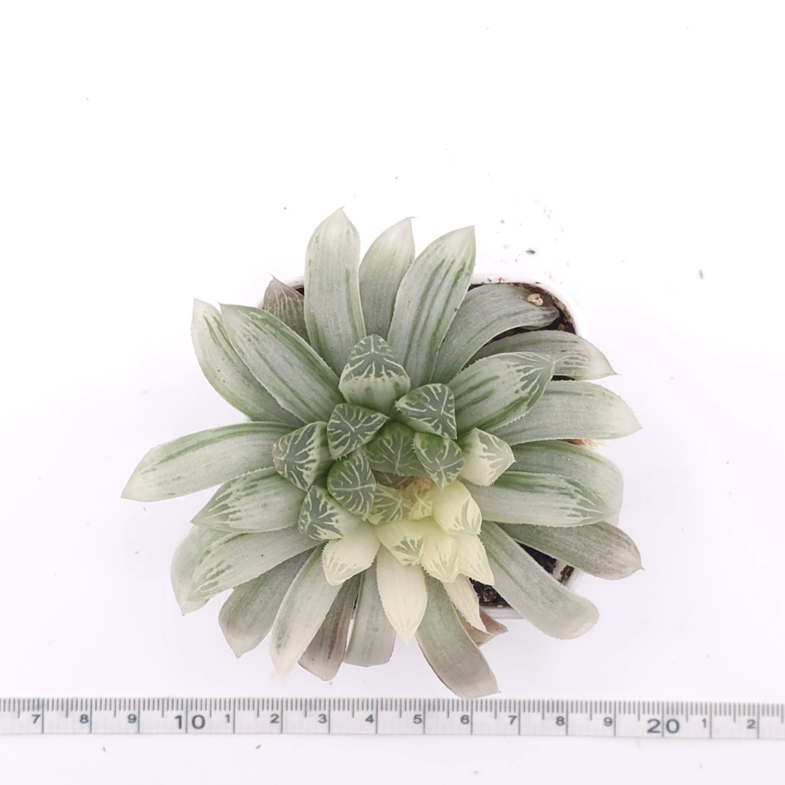 Haworthia cooperi variegated | 白斑玉露錦 thumbnail 4