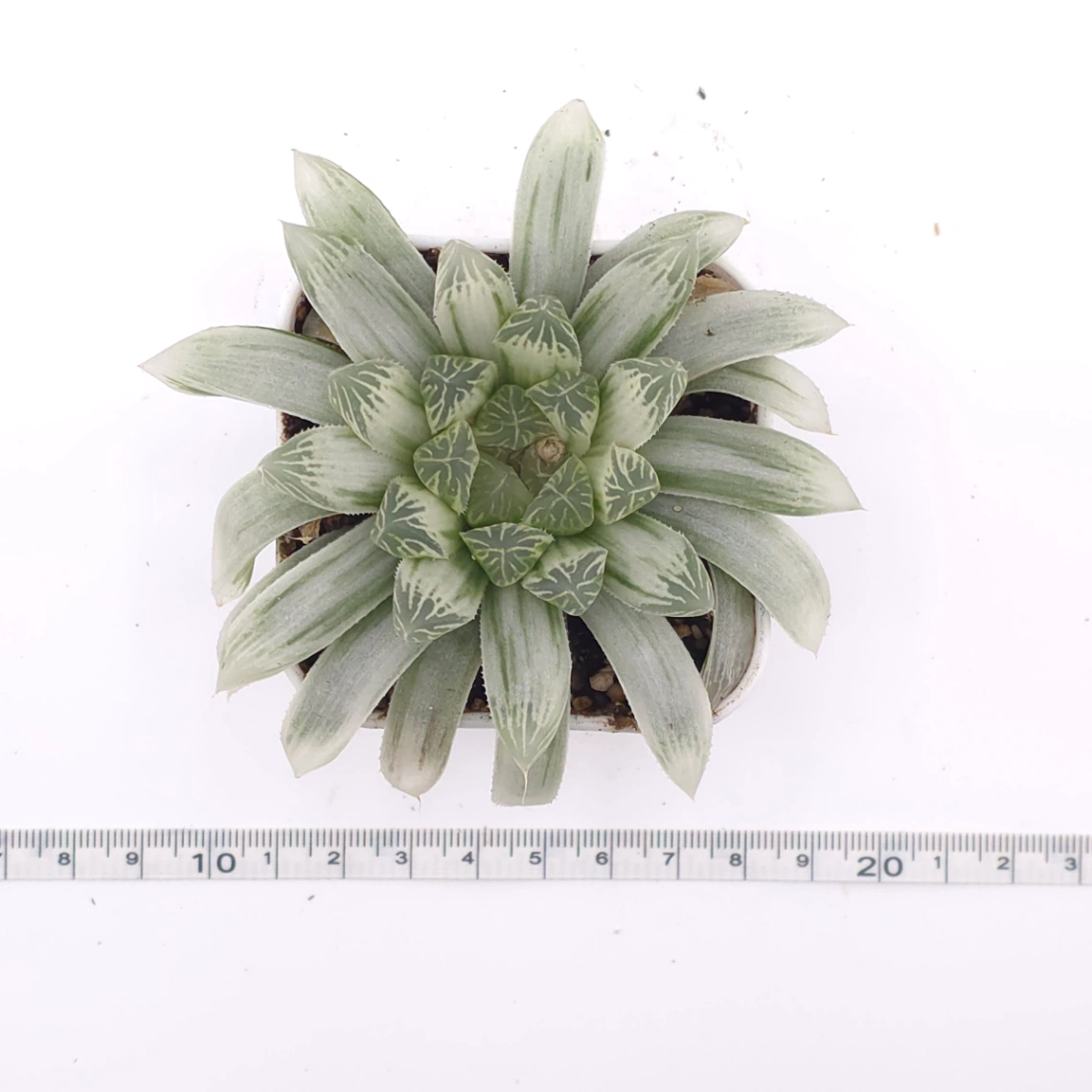 Haworthia cooperi variegated | 白斑玉露錦 thumbnail 4