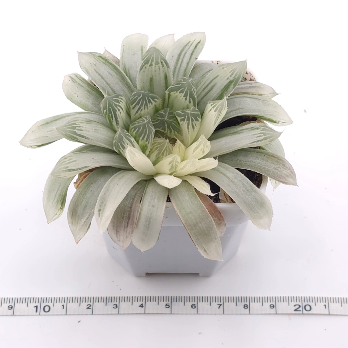 Haworthia cooperi variegated | 白斑玉露錦 thumbnail 3