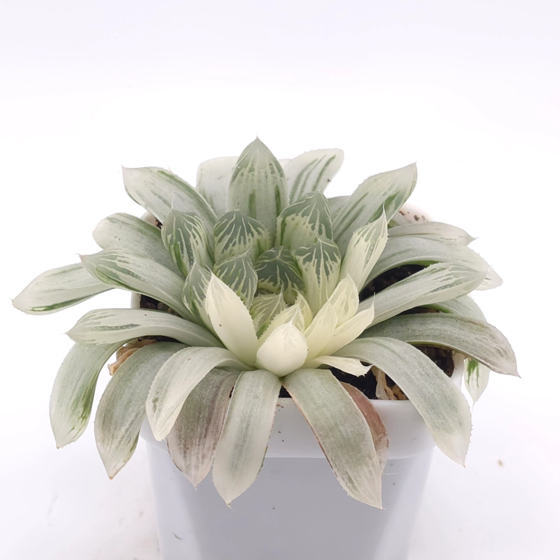 Haworthia cooperi variegated | 白斑玉露錦 thumbnail 2