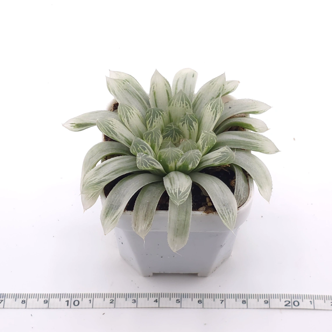 Haworthia cooperi variegated | 白斑玉露錦 thumbnail 3