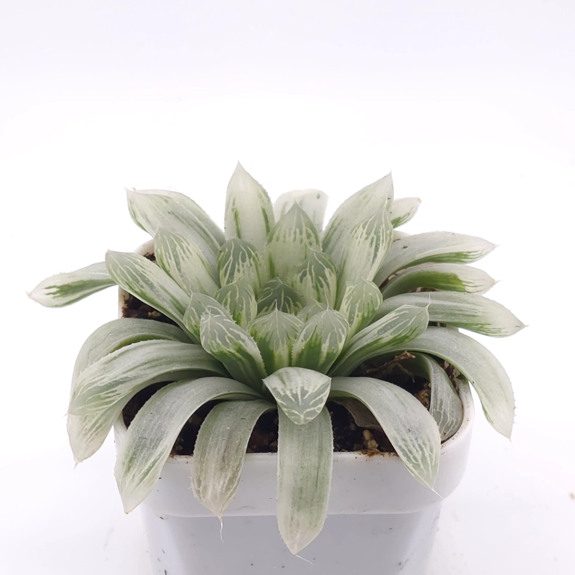 Haworthia cooperi variegated | 白斑玉露錦 thumbnail 2