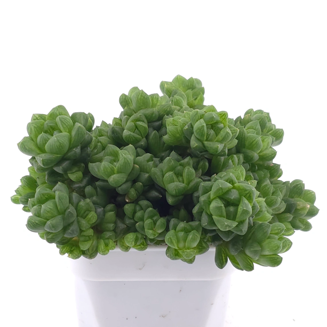 Haworthia cymbiformis | 草玉露 thumbnail 2