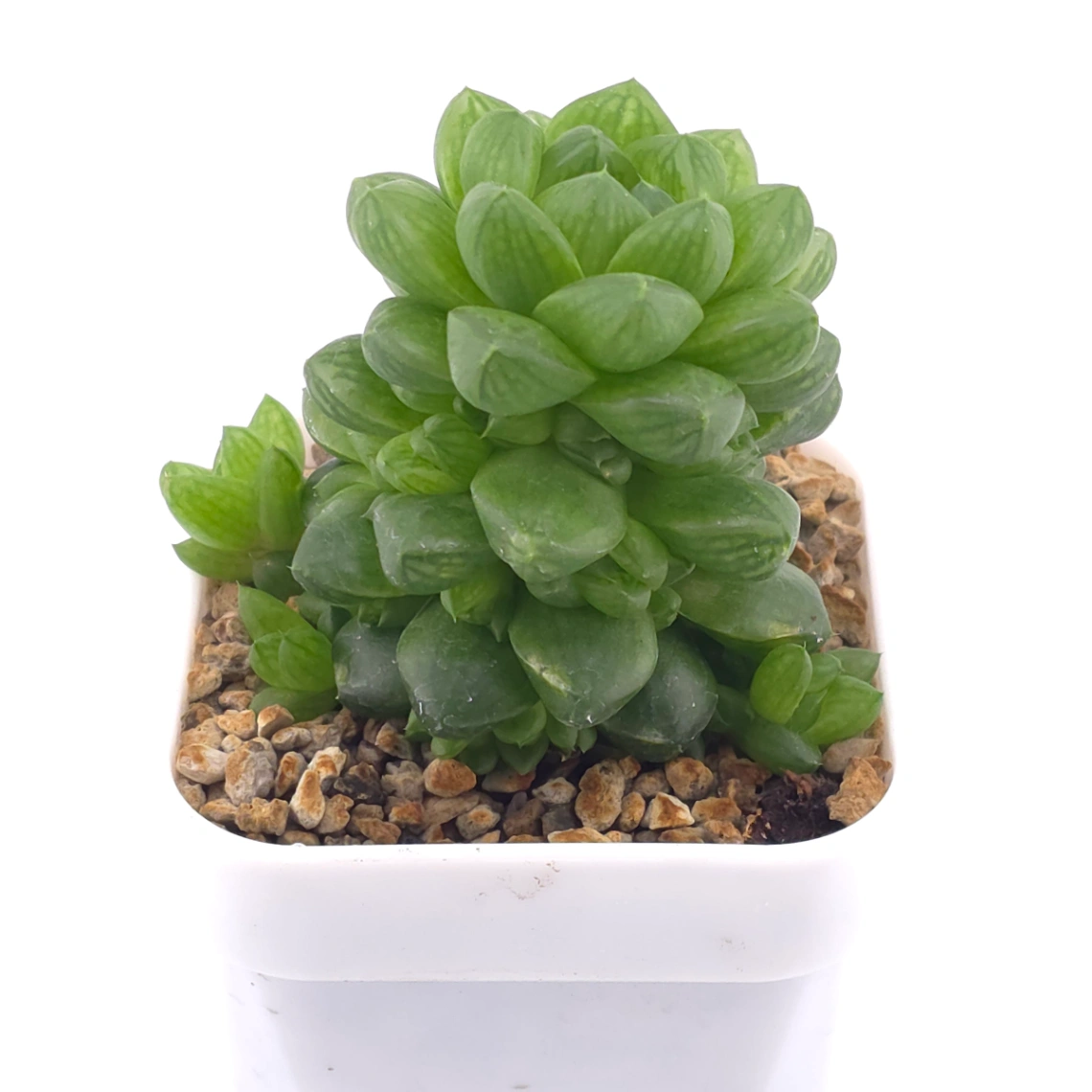 Haworthia cymbiformis | 草玉露 thumbnail 2