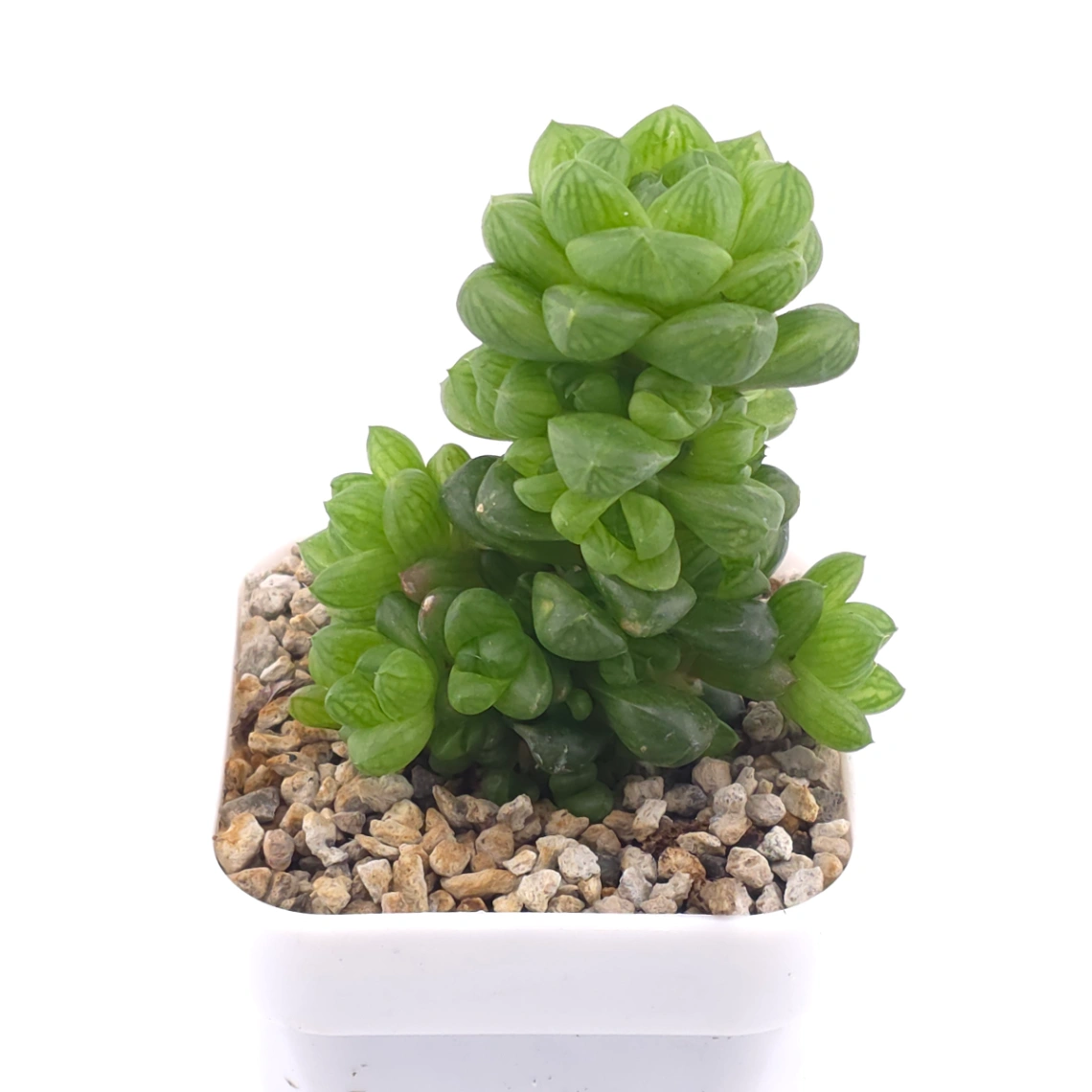 Haworthia cymbiformis | 草玉露 thumbnail 2
