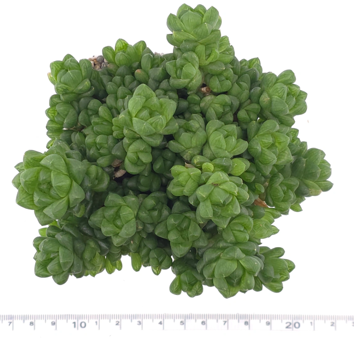 Haworthia cymbiformis | 草玉露 thumbnail 3