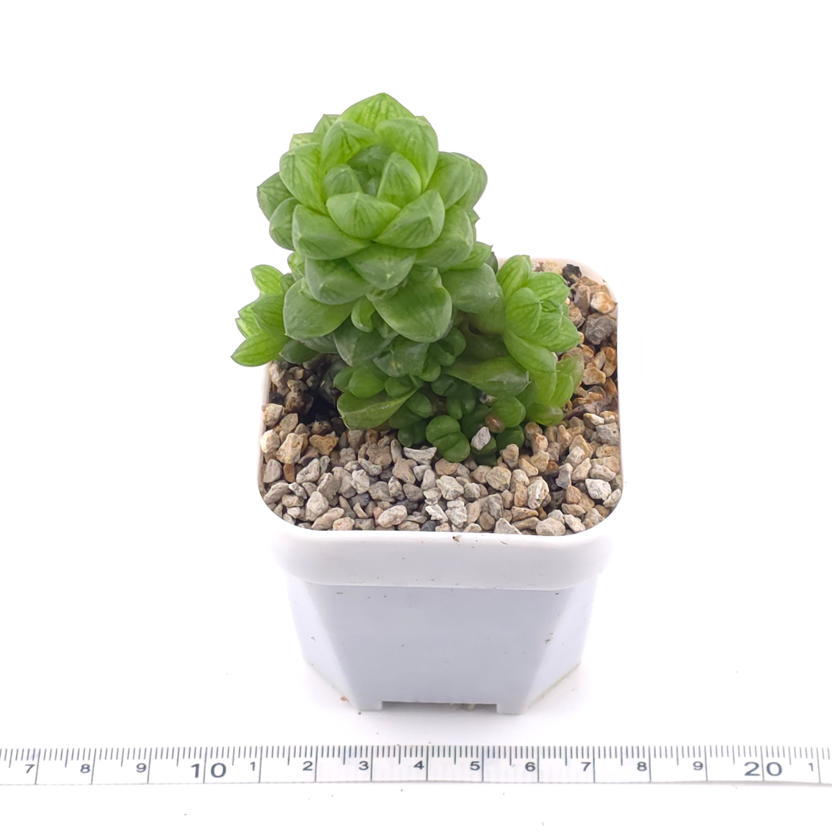 Haworthia cymbiformis | 草玉露 thumbnail 3