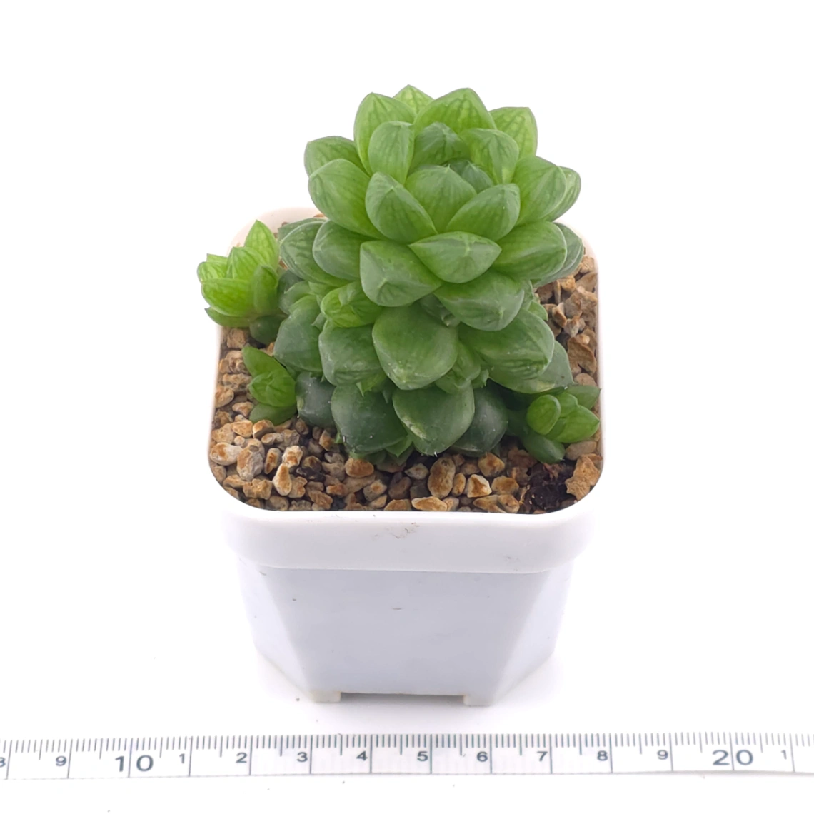 Haworthia cymbiformis | 草玉露 thumbnail 3