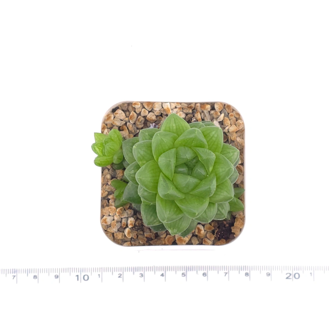 Haworthia cymbiformis | 草玉露 thumbnail 4