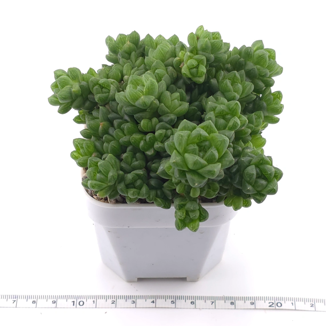 Haworthia cymbiformis | 草玉露 thumbnail 4