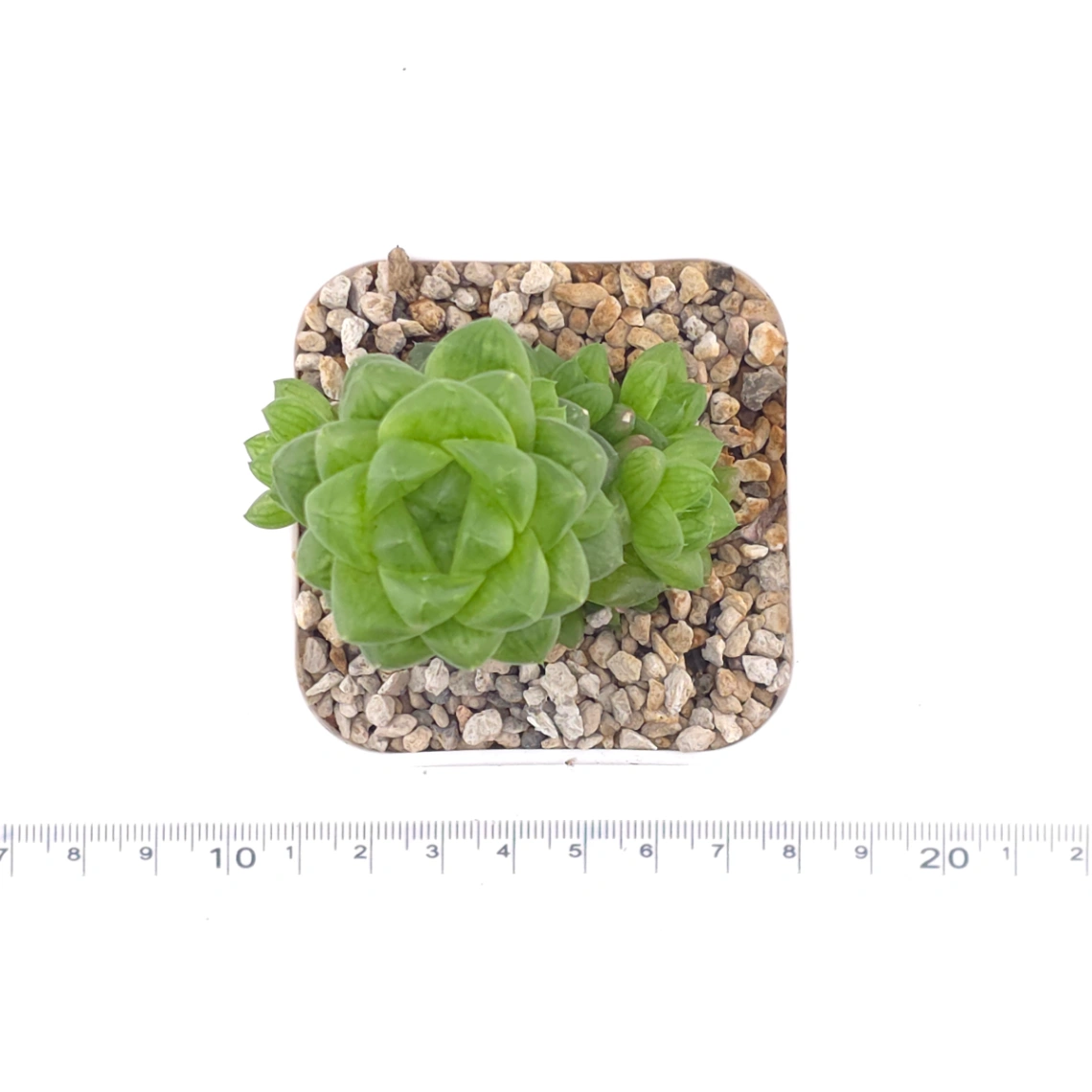 Haworthia cymbiformis | 草玉露 thumbnail 4