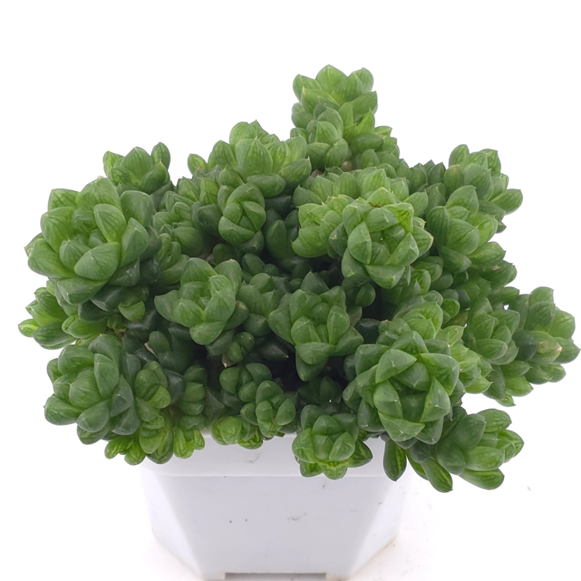 Haworthia cymbiformis | 草玉露 - View 1