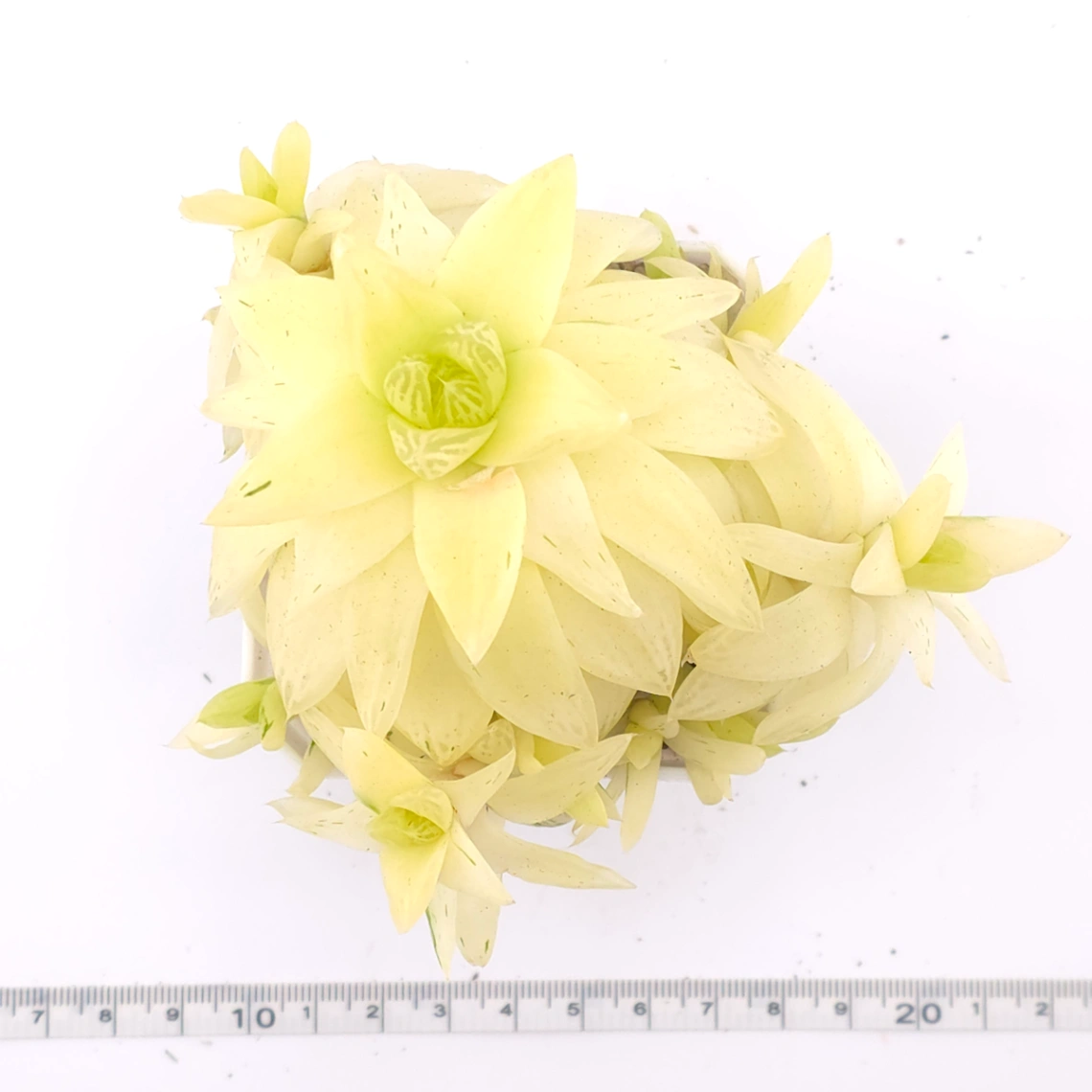 Haworthia cymbiformis variegated | 黃金凝脂菊 thumbnail 4