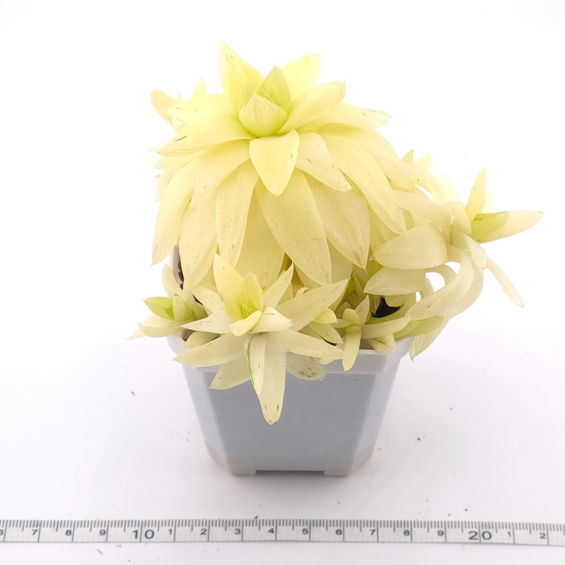 Haworthia cymbiformis variegated | 黃金凝脂菊 thumbnail 3