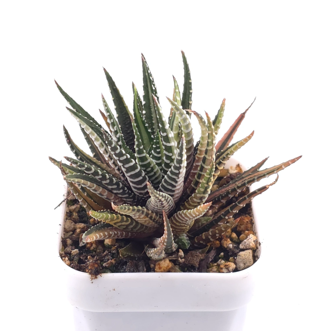Haworthia fasciata 'Zebra' | 條紋十二卷 thumbnail 2