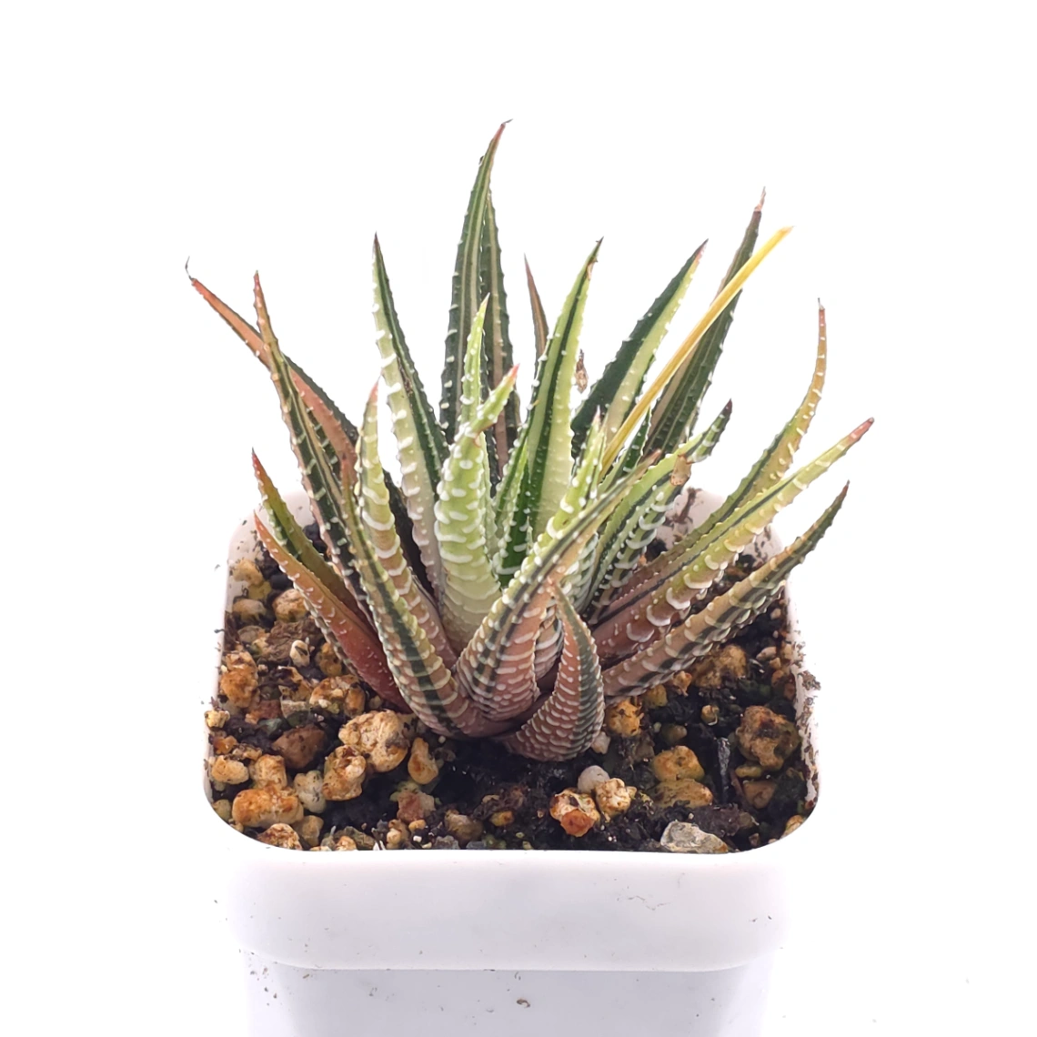 Haworthia fasciata 'Zebra' | 條紋十二卷 thumbnail 2