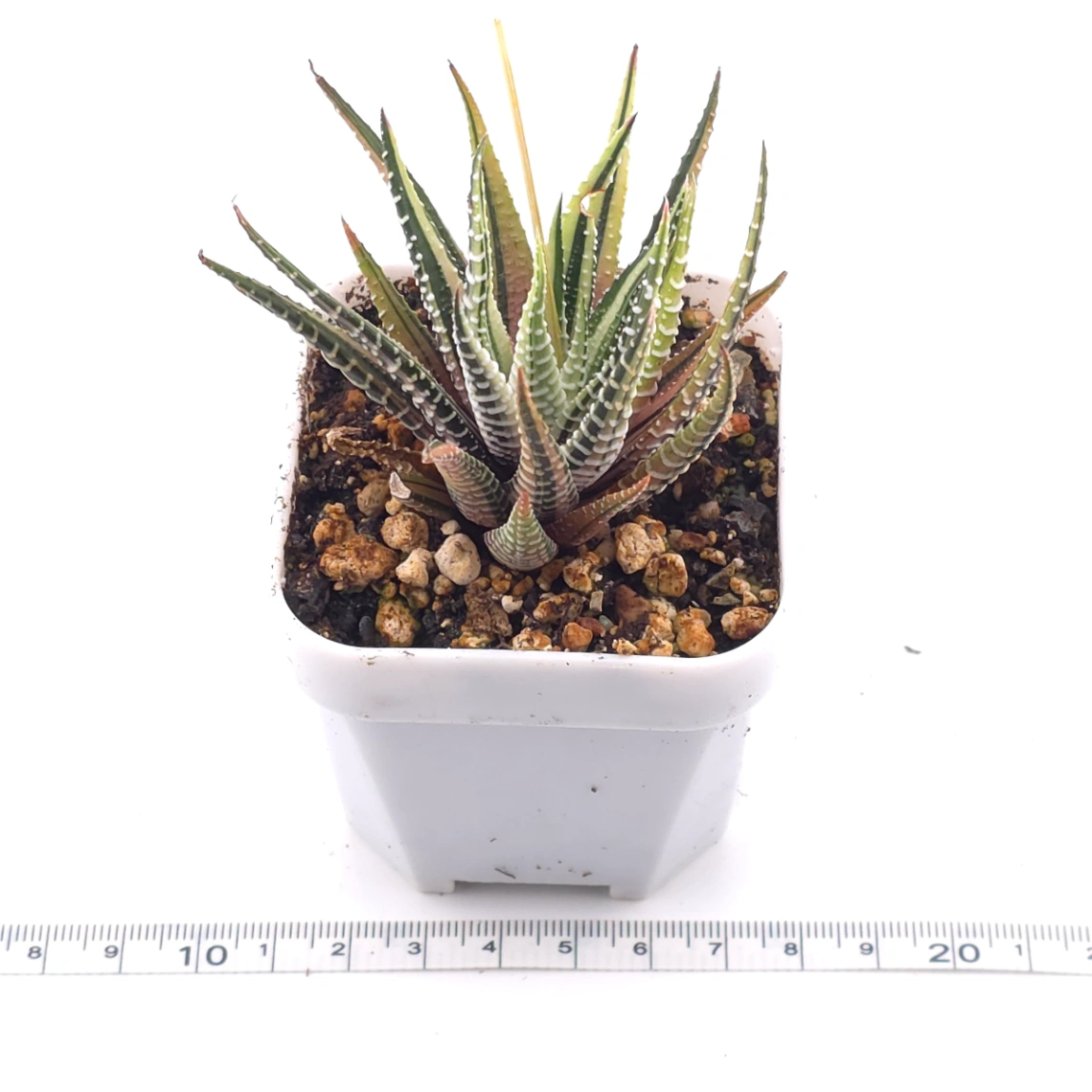 Haworthia fasciata 'Zebra' | 條紋十二卷 thumbnail 3