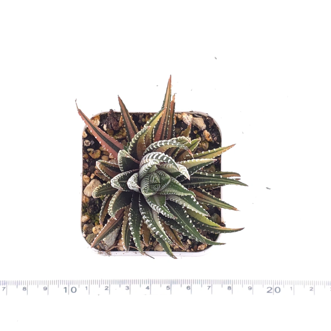Haworthia fasciata 'Zebra' | 條紋十二卷 thumbnail 4