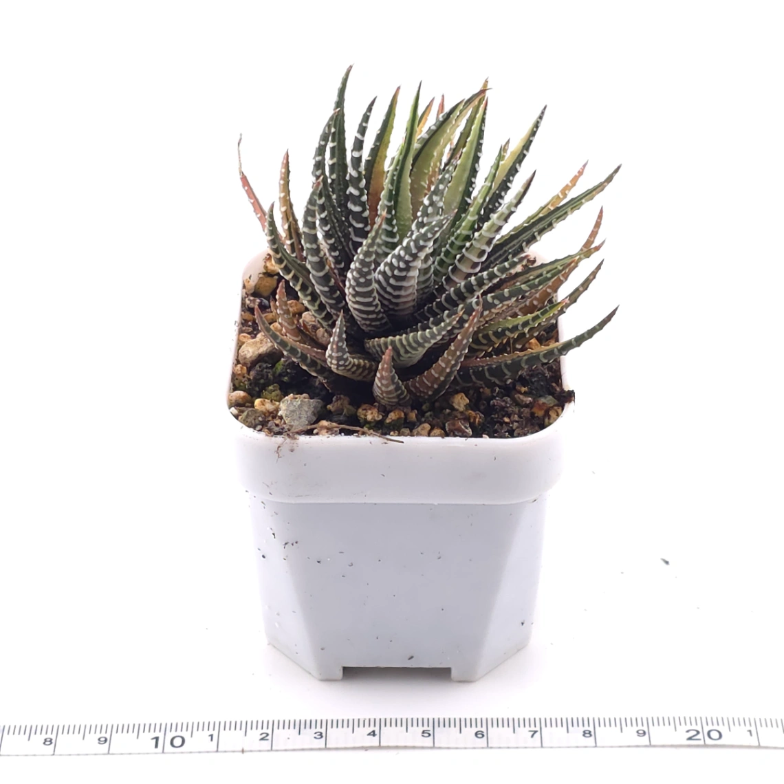 Haworthia fasciata 'Zebra' | 條紋十二卷 thumbnail 3